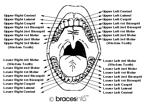 Tooth Names