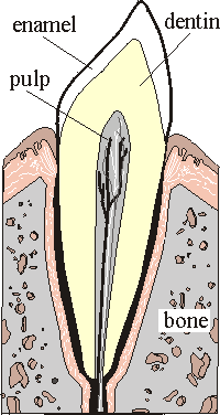 cross sectional diagram of a tooth